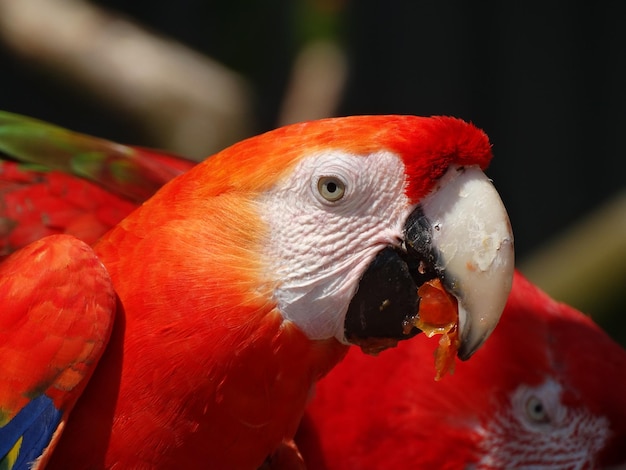 Photo close-up of parrot