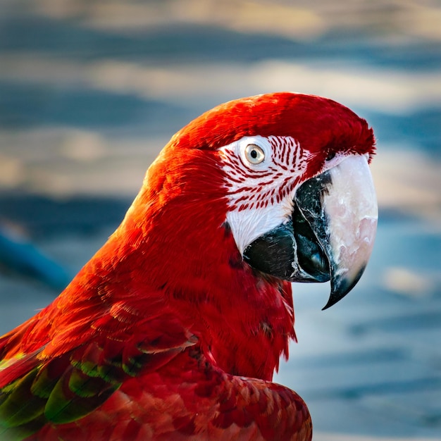 Photo close-up of parrot