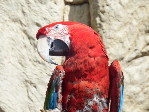 Photo close-up of parrot