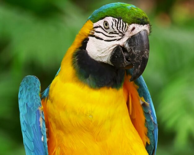 Close-up of parrot