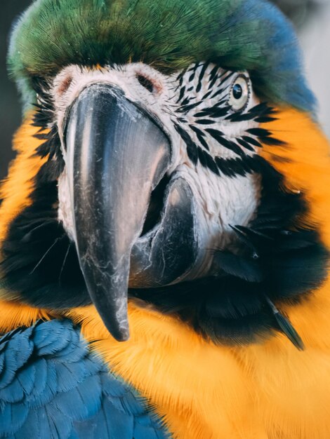 Photo close-up of a parrot