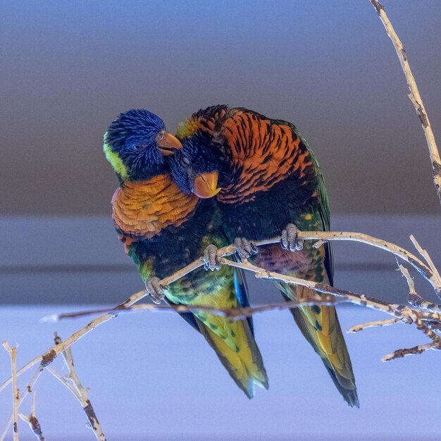 Foto close-up di pappagalli appoggiati su un ramo