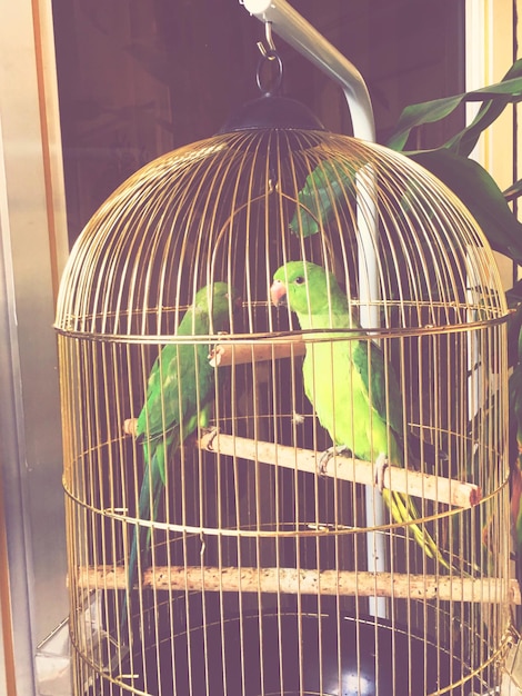 Photo close-up of parrots perching in cage