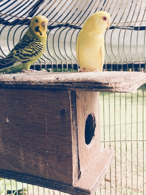 Close-up of parrots perching in cage