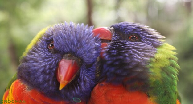 Photo close-up of parrots