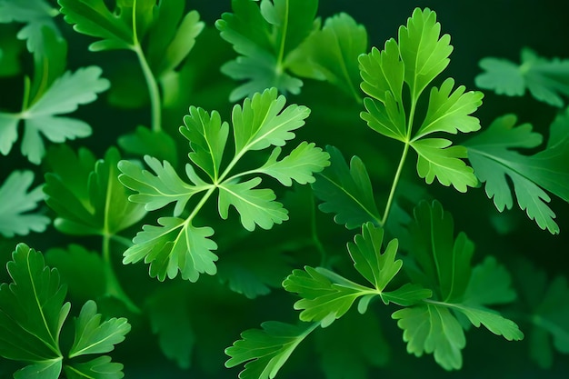 Photo a close up of a parsley leaf.