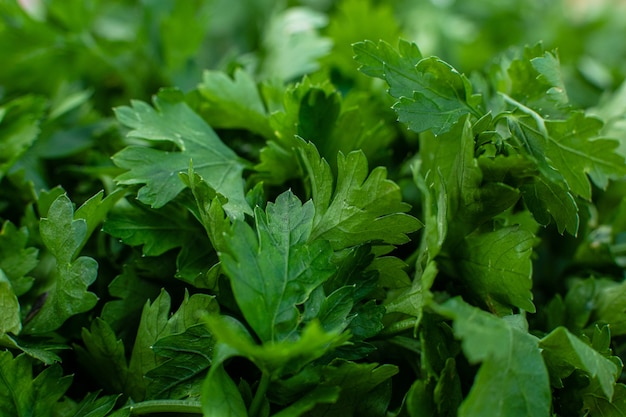 close up of parsley