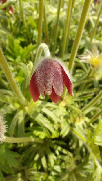 Photo close-up of pasqueflower