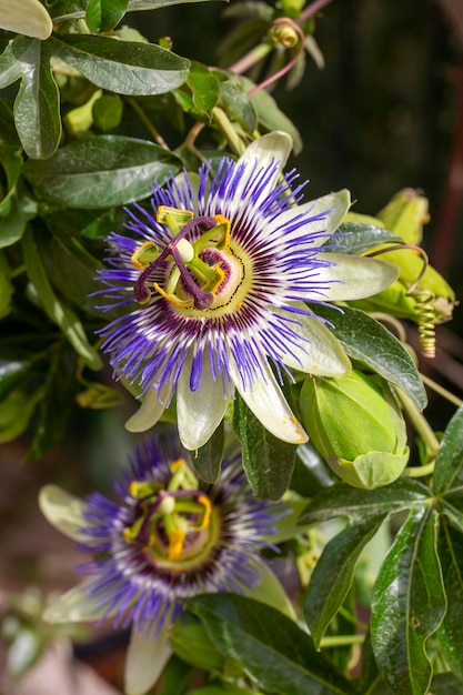 Foto close-up passiflora passiebloem passiflora caerulea blad in de tropische tuin mooie passiebloesem of passiflorapassifloraceae