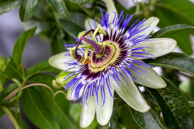 Close up passiflora. Passion Flower (Passiflora caerulea) leaf in tropical garden. Beautiful passion fruit flower or Passiflora (Passifloraceae).