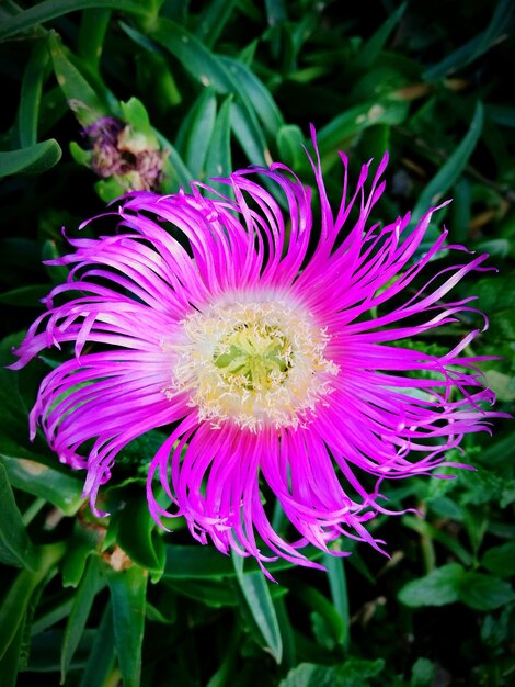 Close-up of passion flower blooming outdoors