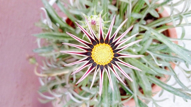 Photo close-up of passion flower blooming outdoors