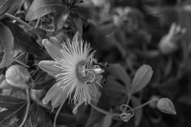 公園裡開花的激情花的近距離拍攝