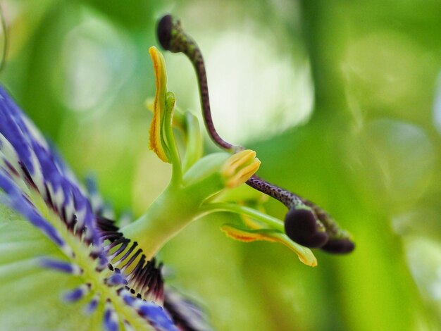 Photo close-up of passion flower