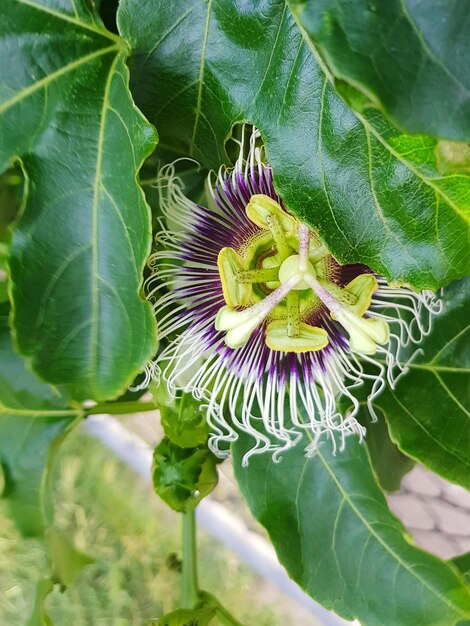 Close-up of passion fruit flower