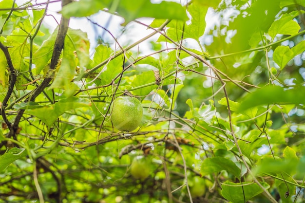 Close up of passion fruit on the vine selective focus