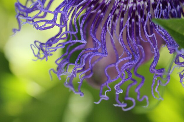 Foto close-up della fiora della passione