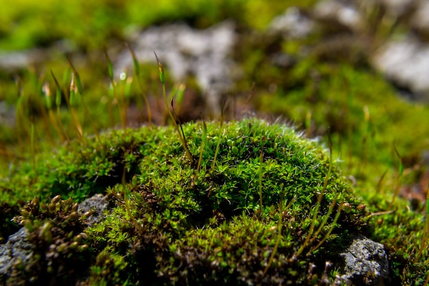 Close-up of a patch of green moss. Shallow depth of field