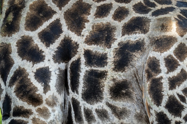 Close-up of patches on southern giraffe coat