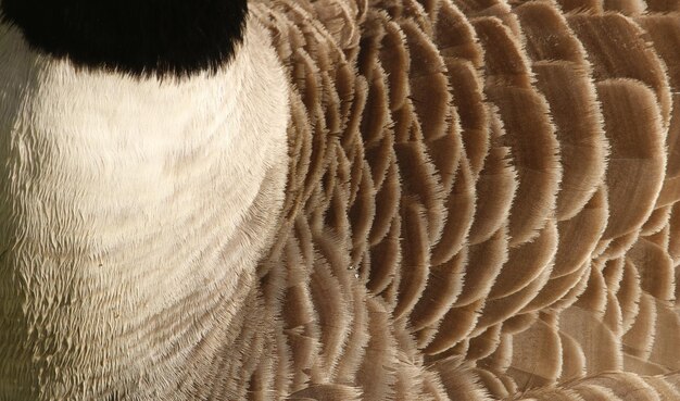 Photo close-up of pattern
