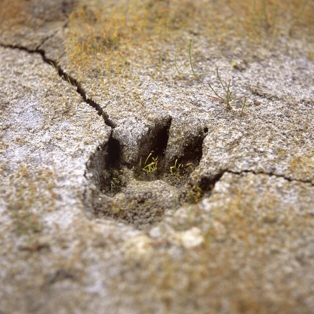 Photo close-up of paw print on ground