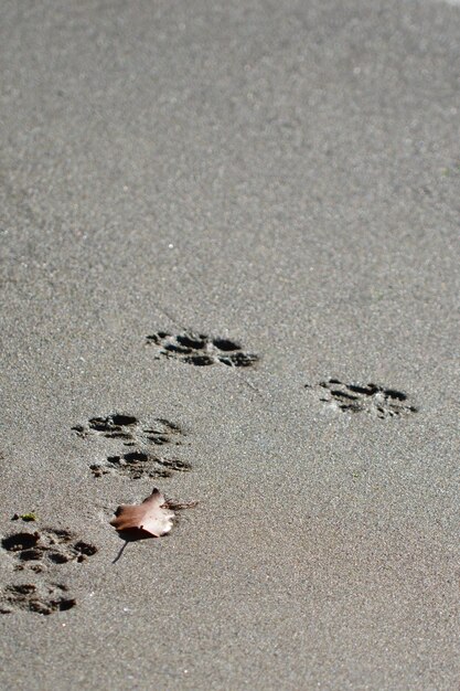 Close-up of paw prints on shore