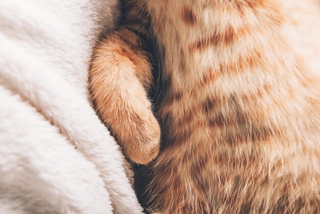 Foto close up delle zampe di un piccolo gattino rosso carino che dorme sulla schiena su una morbida coperta bianca