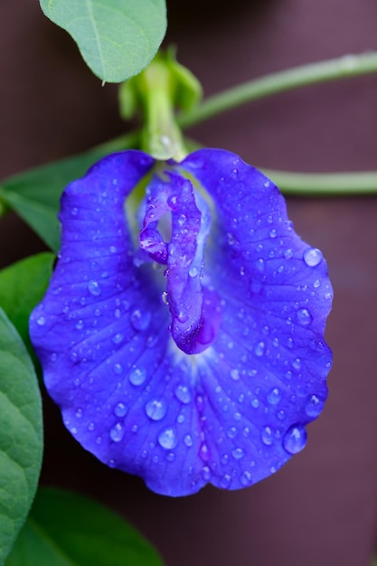 Close up pea flower with water drop