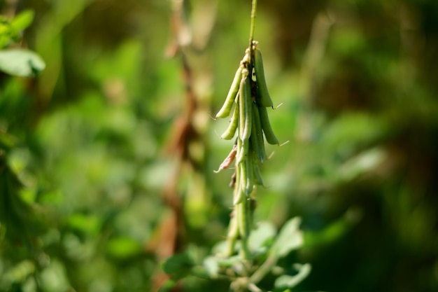 A close up of a pea plant with the word pea on it