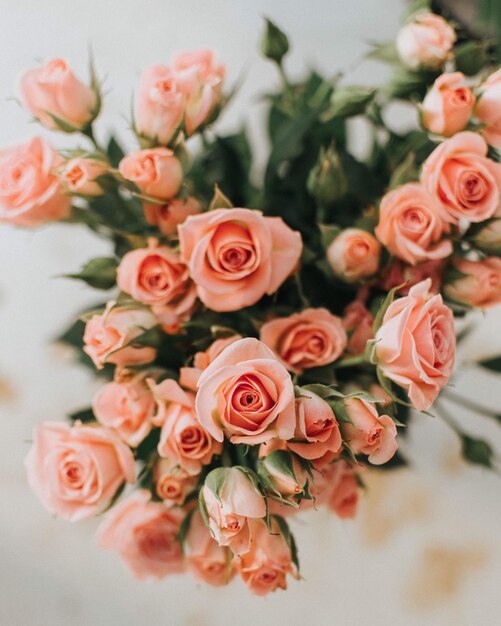 Photo close-up of peach roses