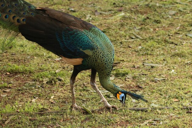 Foto prossimo piano dell'uccello pavone sul campo