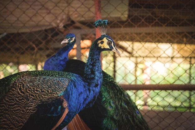 Foto close-up di un pavone in gabbia allo zoo