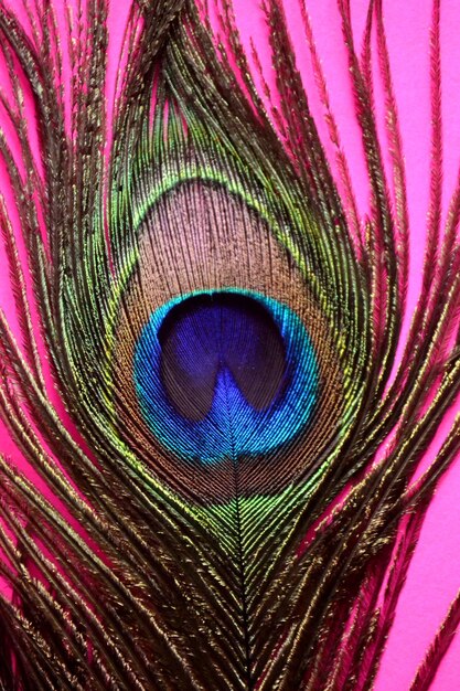 Photo close-up of peacock feather on pink background