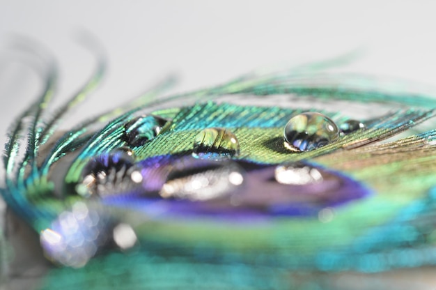 Photo close-up of peacock feather