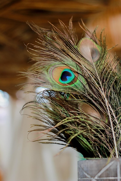 Close up of peacock feathers in aesthetic pot