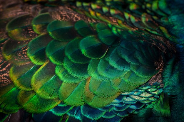 Close up of the peacock feathers macro blue feather feather bird animal macro photograph
