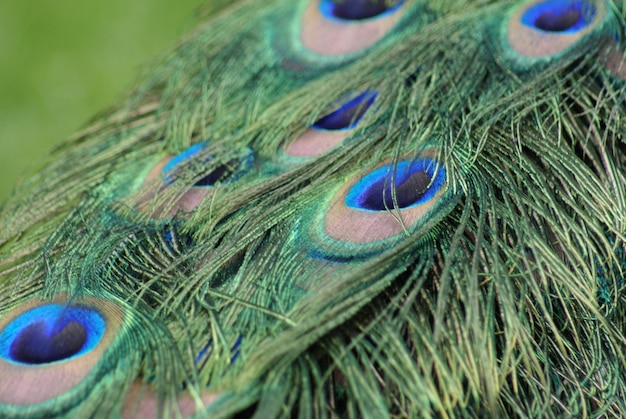 Photo close-up of peacock feathers