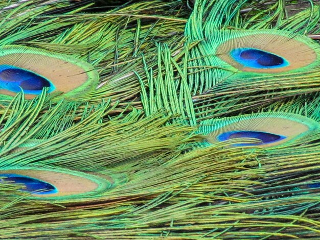 Photo close-up of peacock feathers