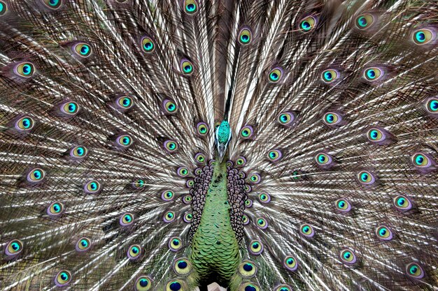 Photo close-up of peacock feathers