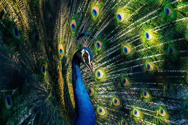 Close-up of peacock feathers