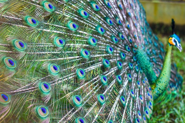 Photo close-up of peacock feathers