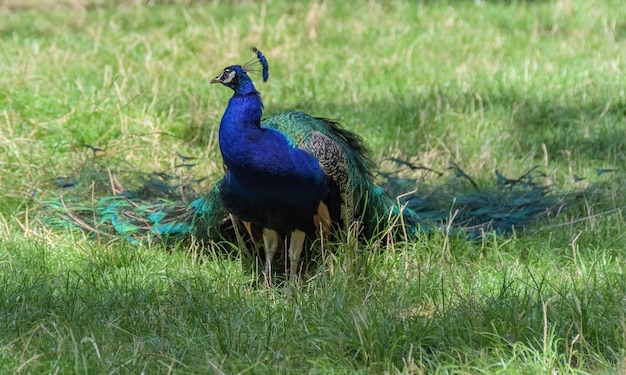 Close-up of peacock on field