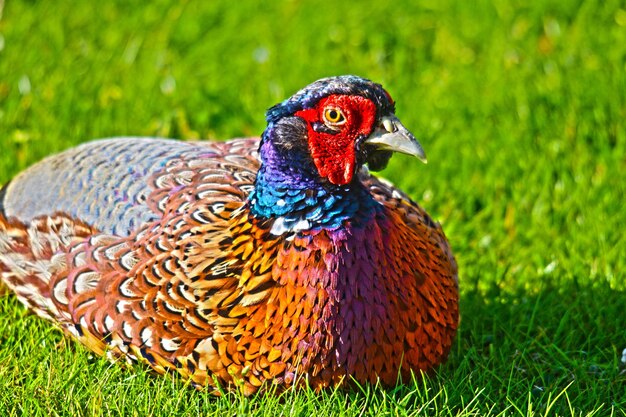 Close-up of peacock on field