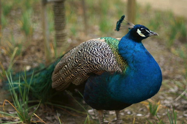 Photo close-up of peacock looking away