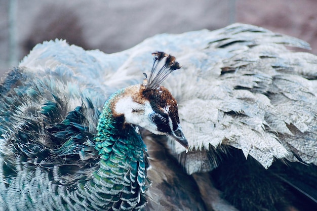 Close-up of peacock perching