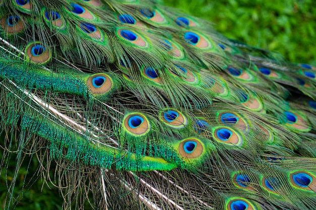 Close-up of a peacock's tail. Feathers on the tail of a peacock.