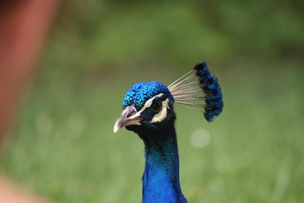 Close-up of peacock on sunny day