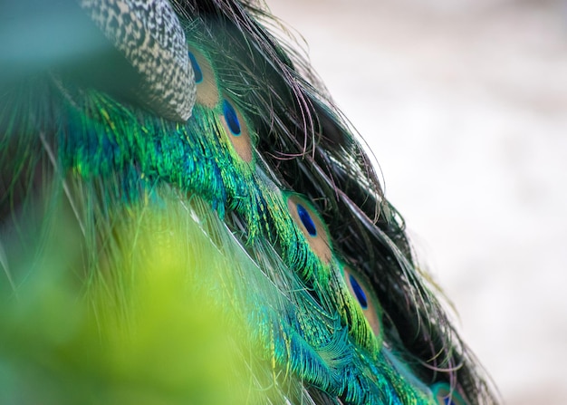 Photo close-up of peacock tail