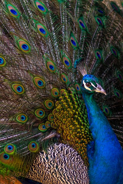 Foto close-up di un pavone con le piume spalancate