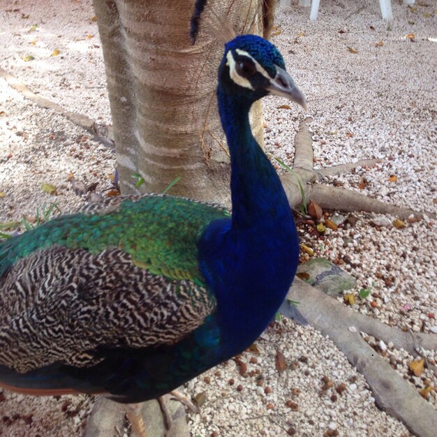 Close-up of peacock in zoo